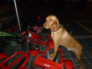 Kinder-Scooter fahren können!