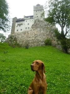 Dracula-Burg! Eine Nacht muss ich hier ganz alleine verbringen.