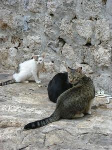 Wie würden Sie eine Streunerkatze nennen?