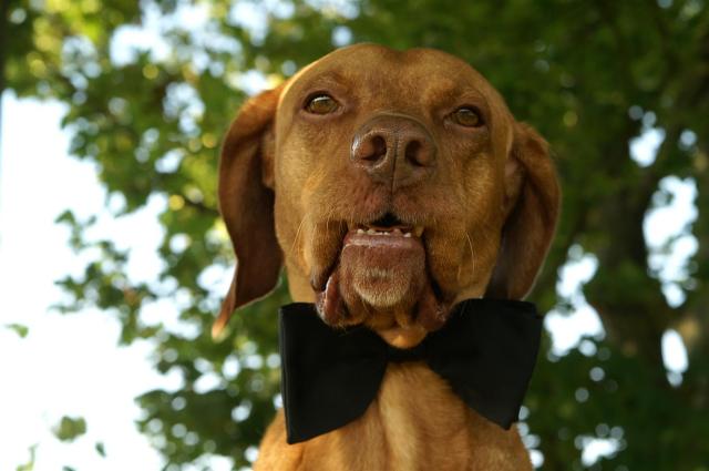 KONICA MINOLTA DIGITAL CAMERA