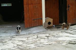 KONICA MINOLTA DIGITAL CAMERA