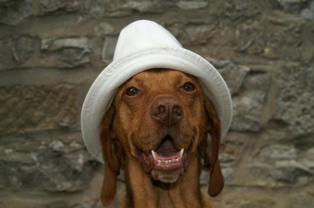 KONICA MINOLTA DIGITAL CAMERA