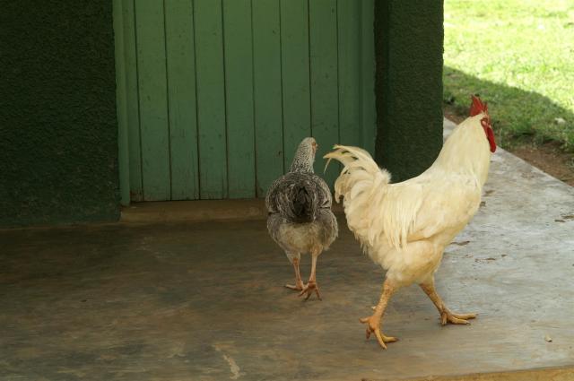 Mal kurz die Henne - die Herzensdame - beeindrucken!