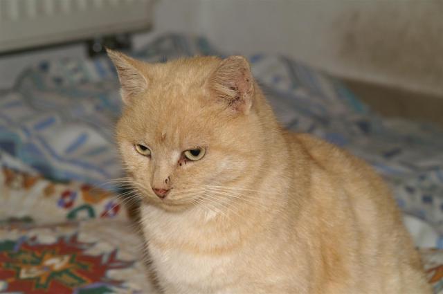 KONICA MINOLTA DIGITAL CAMERA