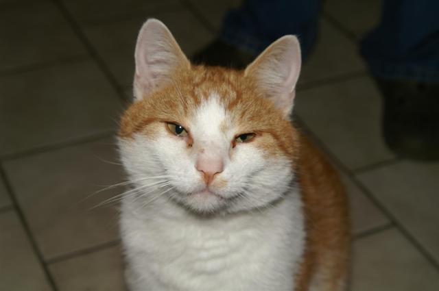 KONICA MINOLTA DIGITAL CAMERA