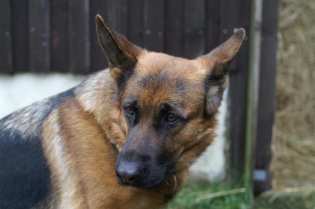 KONICA MINOLTA DIGITAL CAMERA