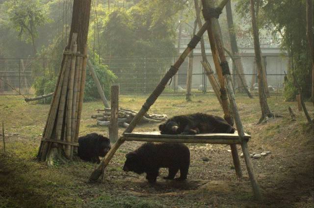 Rettungszentrum der Animals Asia Foundation in Chengdu/China.