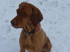 Dog School: Checking out the situation.