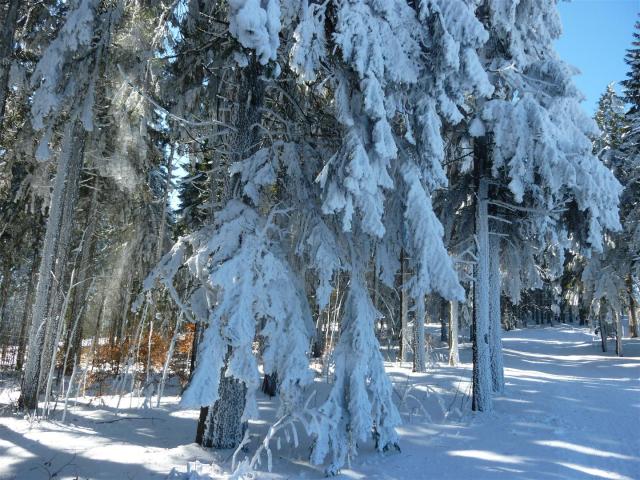 Rennsteig, Thüringen, 2013.
