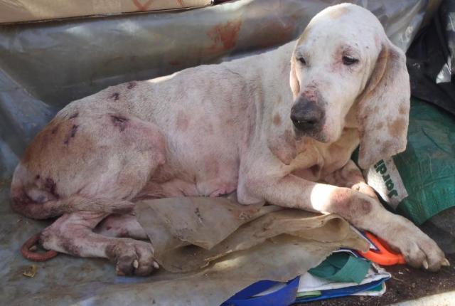 Schwer verletzte und misshandelte Jagdhündin, von Caroline Waggershauser gefunden.