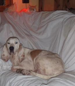 sl 11, gern teilt sie sich das sofa mit den katzen