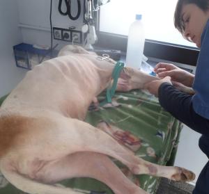 sl 17, die tieraerztin versorgt sie mit allem noetigen