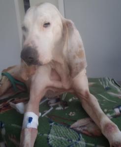 sl 18, sie ist schwach, will aber mit mir zurueck nach hause