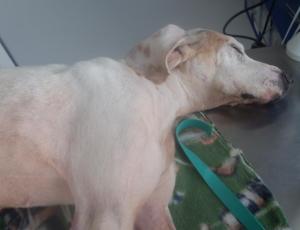 sl 18a, doch das leben entschwindet ihr langsam aber unaufhoerlich