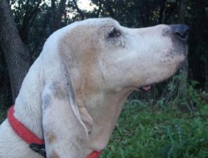 sl 9, interessiert schnueffelt sie in den wald