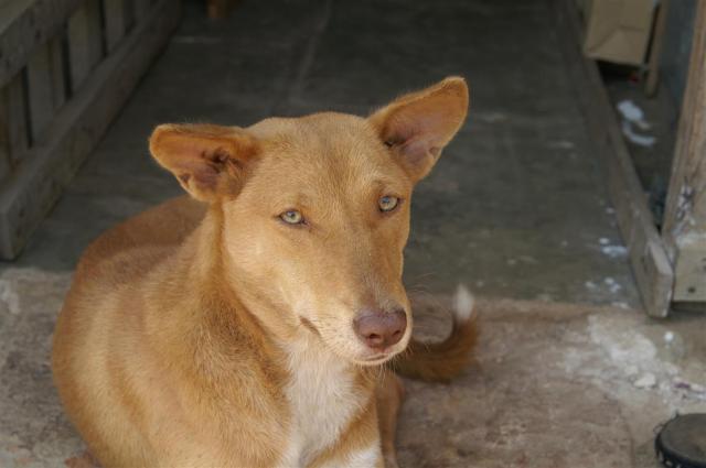 KONICA MINOLTA DIGITAL CAMERA