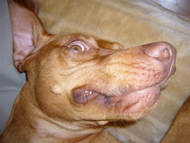 Me as little Devil/Ich, der kleine Teufel