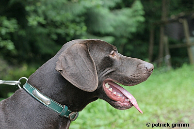 Gaston in a shelter in France/Gaston im Tierheim in Frankreich