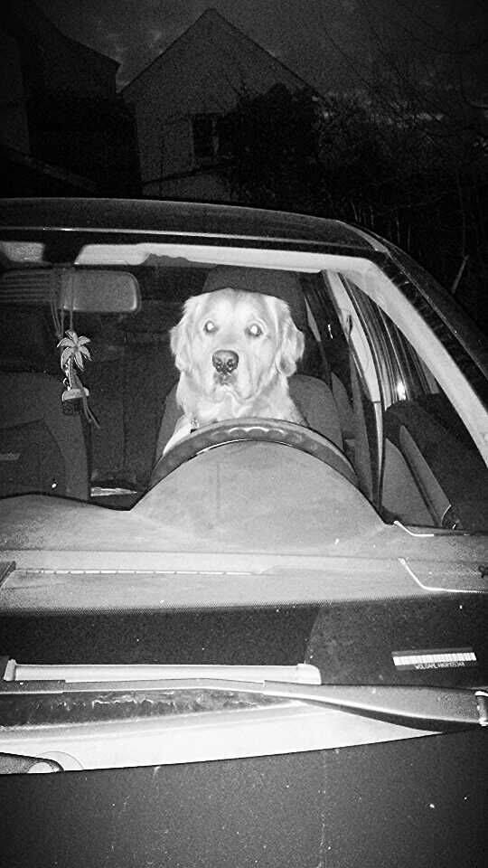 On the way home: Golden Boy Liam got a ticket. He drove too fast./Golden Boy Liam, der leider einen Strafzettel wegen zu schnellen Fahrens bekam!