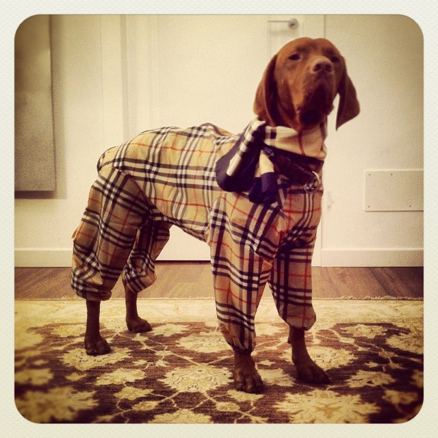 Mina, von der Burlesketänzerin zur Jetsetterin./Mina, once Burlesque dancer and now Jetset girl.