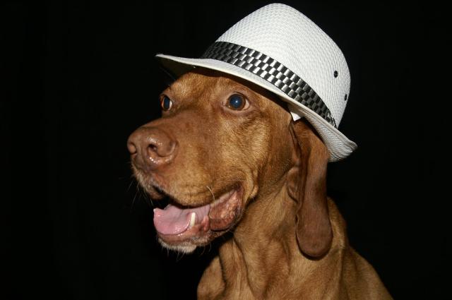 KONICA MINOLTA DIGITAL CAMERA