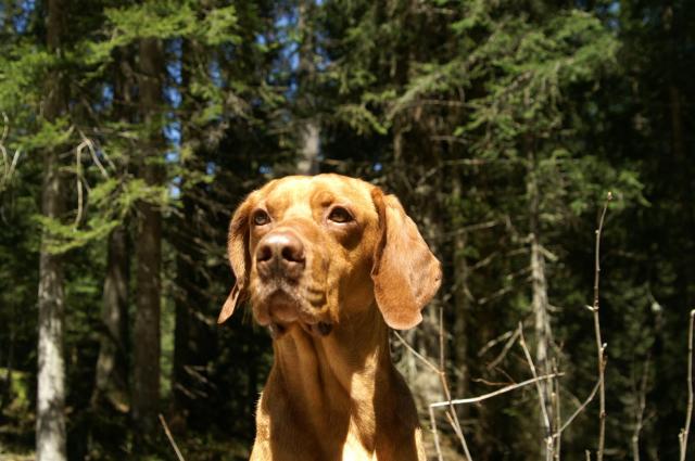 KONICA MINOLTA DIGITAL CAMERA