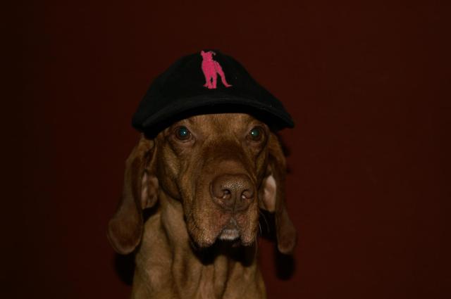 KONICA MINOLTA DIGITAL CAMERA