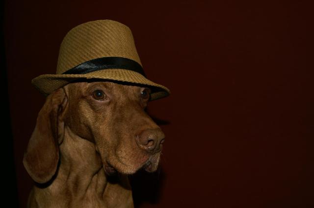 KONICA MINOLTA DIGITAL CAMERA