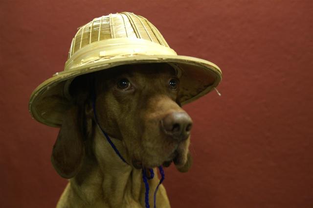 KONICA MINOLTA DIGITAL CAMERA