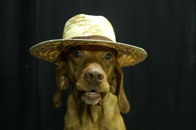 KONICA MINOLTA DIGITAL CAMERA