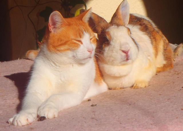 Bunny: Liebst du mich? Visi: Aber klar doch!!! 