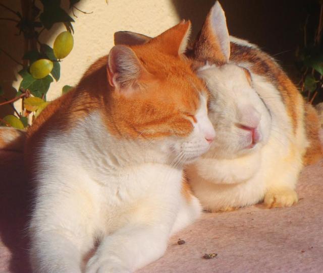 Bunny: Und meine Ohren? Findest du sie nicht zu lang? Visi: Aber nein, mein Kleines. Ich liebe deine süßen Zuckeröhrchen. 