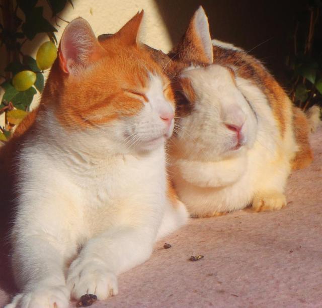 Bunny: Ich sollte sie mir vielleicht kürzen lassen. So bräuchtest du dich meiner nicht zu schämen. Dann sähe ich fast aus wie eine Katze. Visi: Liebes. Ich schäme mich deiner nicht. Du bist 'ne tolle Frau. Die Frau meiner Träume. 