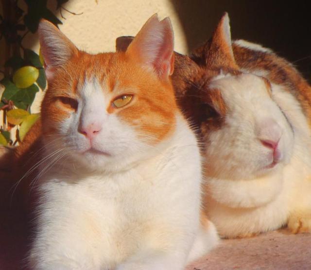 Bunny: Ich weiss nicht ... Visi (entnervt): Kann diese Frau nicht einfach mal die Klappe halten, die Siesta in der warmen Wintersonne genießen und mich in Ruhe die Fussballübertragung Schalke 04 : Atletico Madrid schauen lassen? 