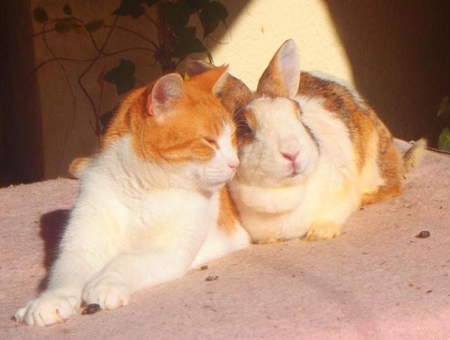 Bunny (sie): Liebling? Visi (er): Hmmmmm? 