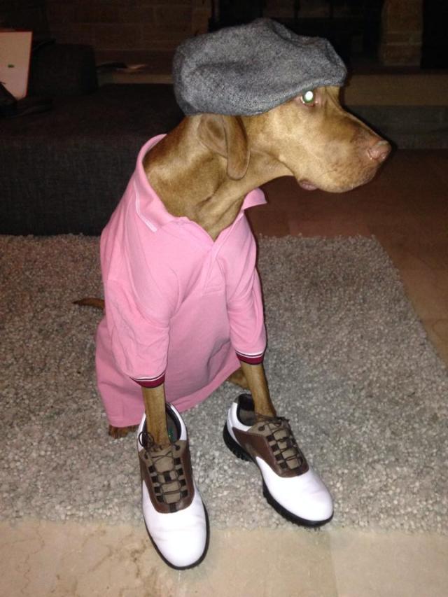 Paul inkognito als Golfer./Paul, the golf player.