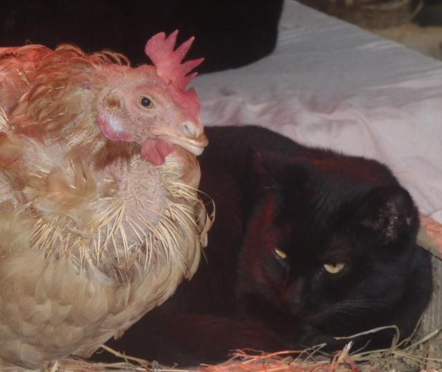 Clothilde: Schön eng zusammenrücken. So haben wir es schön warm bei diesem Sauwetter heute.