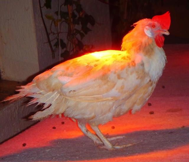 Doch dann fasst sich Othilie ein Herz: Hmmm, ja, gar nicht so schlecht. Die Katzen wissen schon, wie man den Winter übersteht. 