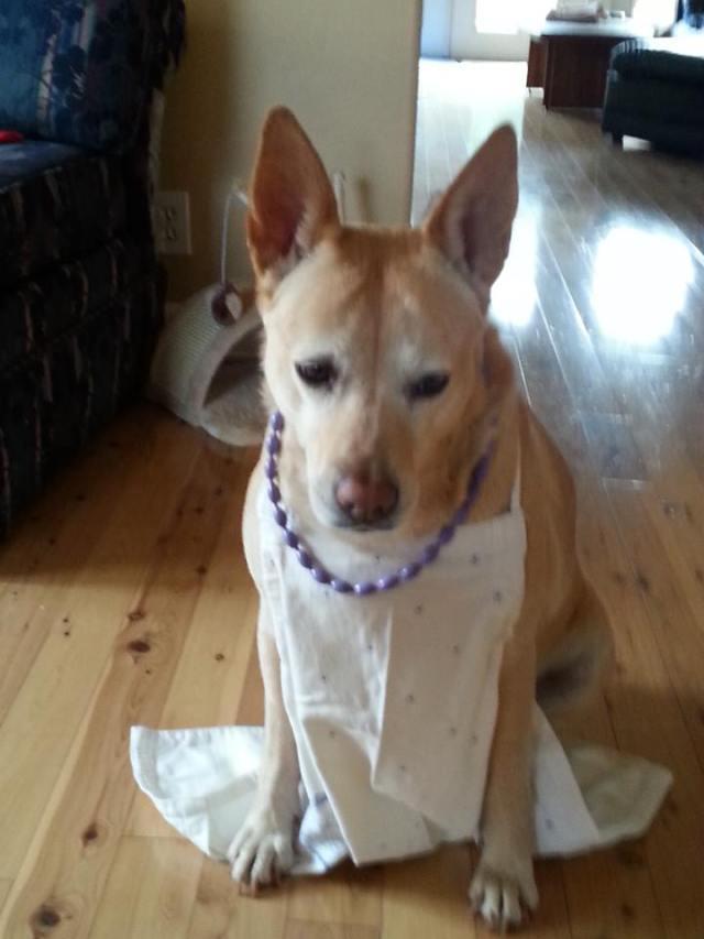 Elegante Daisy./Elegant Daisy.