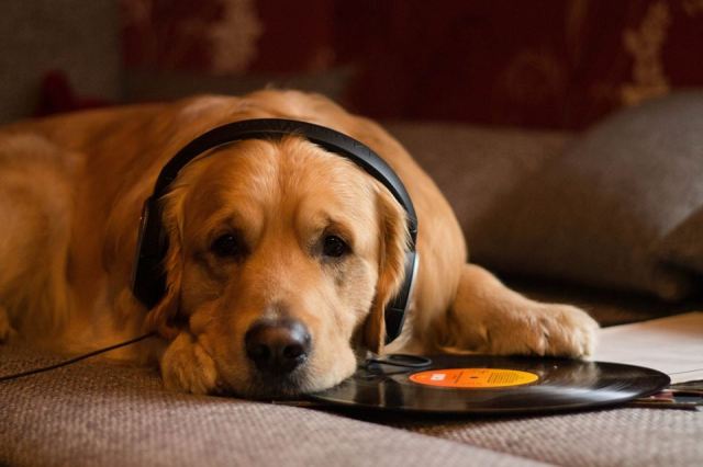 Golden Boy Liam hört nun seine Lieblingssongs./Finally Golden Boy Liam can listen to what he want.