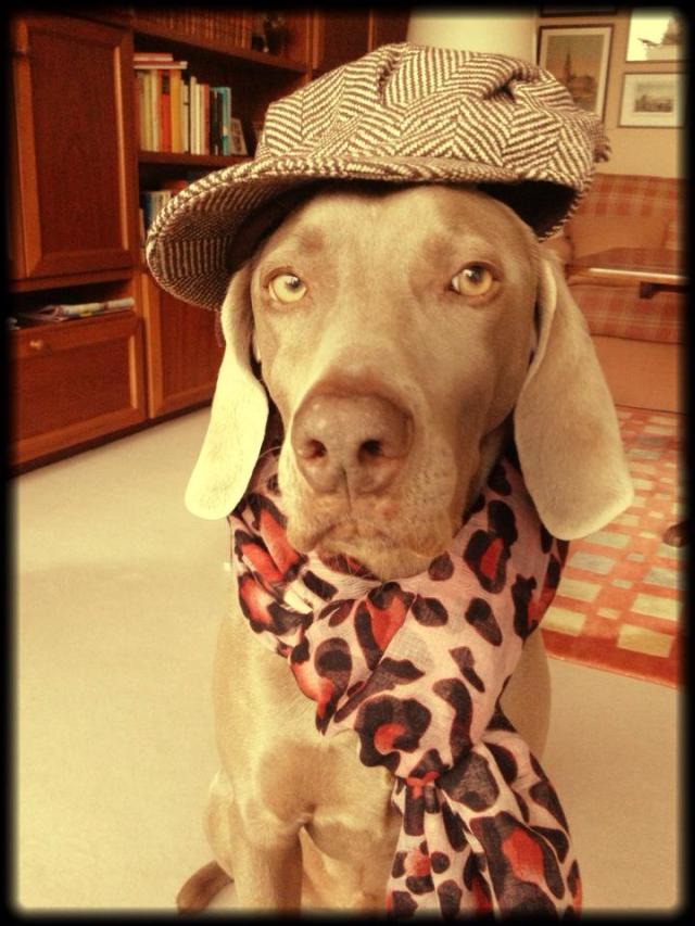 Sherlock Kenzo Homes, der aus dem Regenbogenland herüberkam./Kenzo crossed the rainbow bridge to visit us.