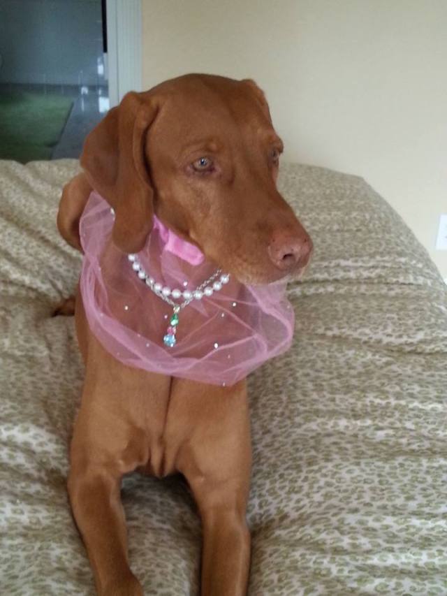 Lexi, unsere Texanerin./Lexi, the star of Texas.