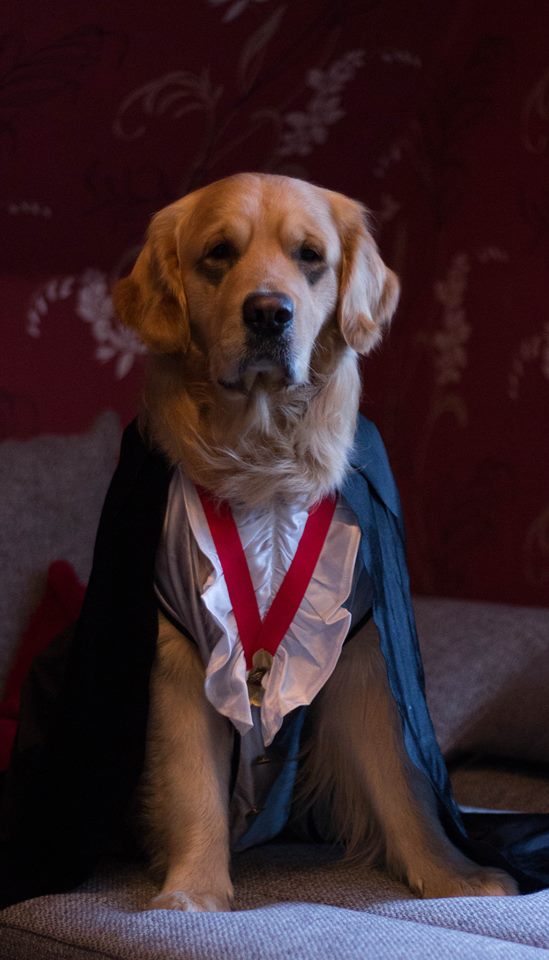 Edler Golden Boy Liam./Elegant Golden Boy Liam.