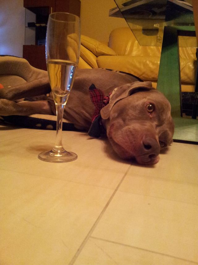 Louis hatte ein Glas zuviel./Louis had a glass too much!