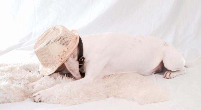 Merlin hat Kopfweh./Merlin got headache.