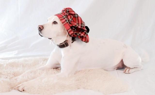 Merlin als Schotte./Merlin, the Scotsman.