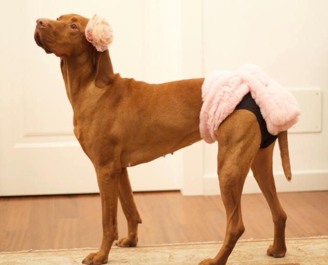 Burleske-Tänzerin Mina./Burlesque Dancer Mina.