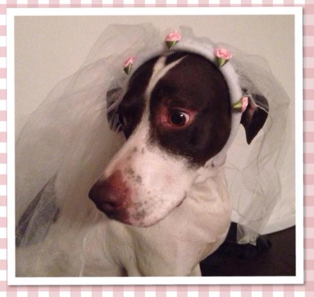 Motte als Braut./Motte as bride.