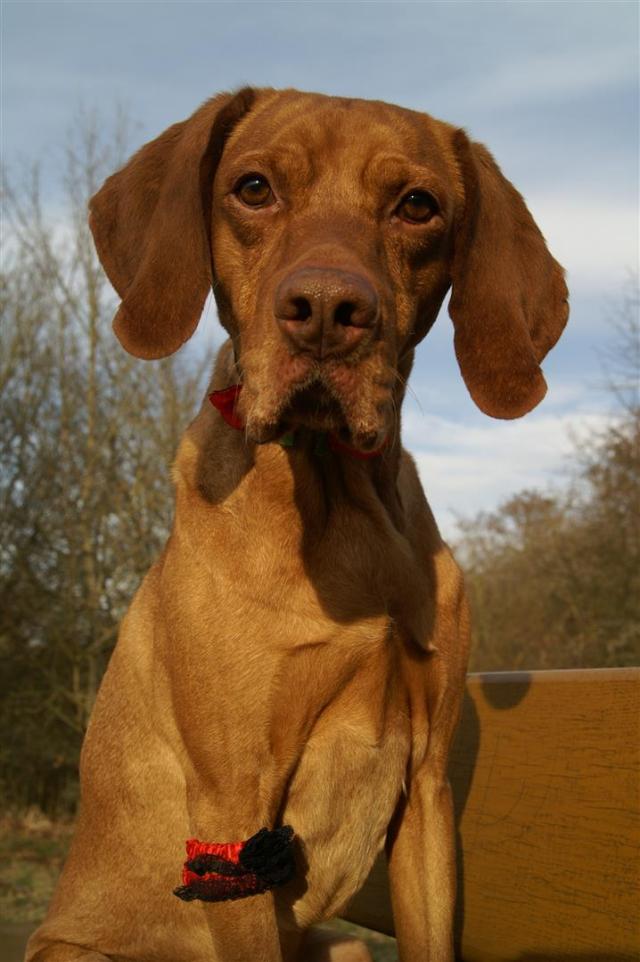 Man beachte das Strumpfband!