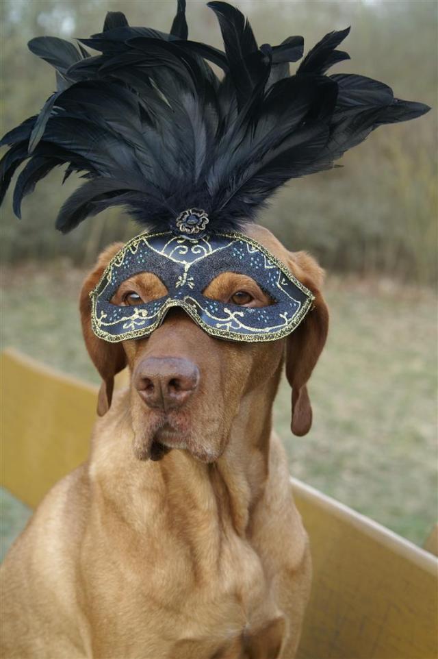 Cavaliere di Venezia!